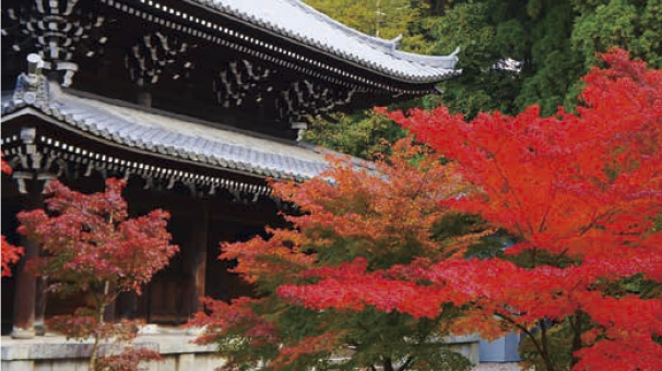 秋の京都を愉しむ「知恩院」での宿坊体験