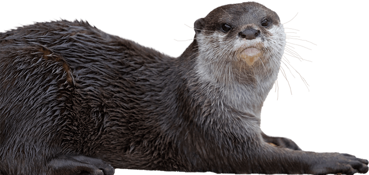 カワウソ