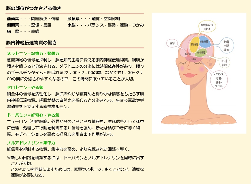 脳の部位がつかさどる働き/脳内神経伝達物質の働き