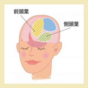 前頭葉/側頭葉
