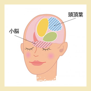 小脳/頭頂葉