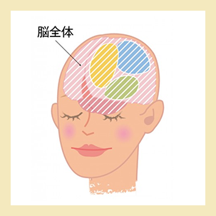 脳全体