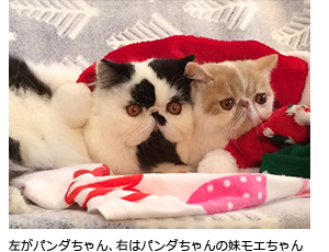 左がパンダちゃん、右はパンダちゃんの妹モエちゃん