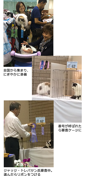 全国から集まり、にぎやかに準備/番号が呼ばれたら審査ケージに/ジャッジ・トレバサン氏審査中。選んだらリボンをつける