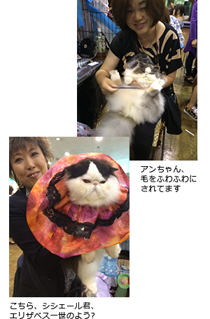 アンちゃん、毛をふわふわにされてます/こちら、シシェール君、エリザベス一世のよう?