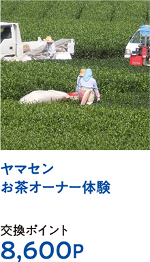 ヤマセンお茶オーナー体験