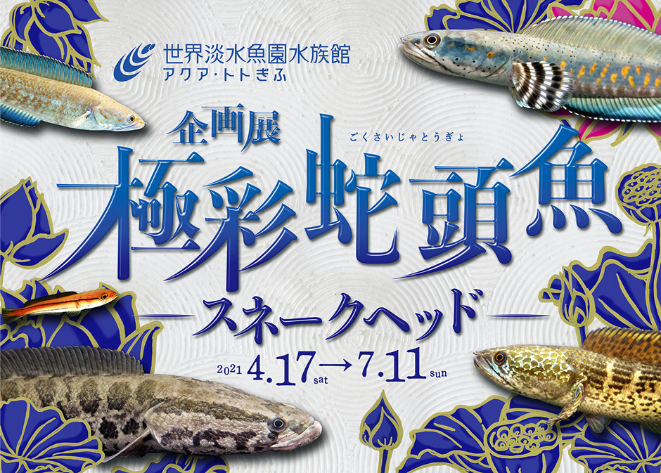 世界淡水魚園水族館 アクア トト ぎふ Ntt イフ Cluboff Plus 会員特典 優待サービス 世界淡水魚園水族館 アクア トト ぎふ Ntt イフ Cluboff Plus 会員特典 優待サービス
