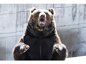 昭和新山熊牧場 Jcbビジネスカードclub Off クラブオフ 会員特典 優待サービス