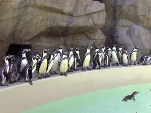 ○【チケット郵送】新潟市水族館マリンピア日本海 - MedicalCare Club