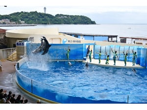 江ノ島 新江ノ島水族館 - ソニー損保クラブオフサービス／会員特典・優待サービス