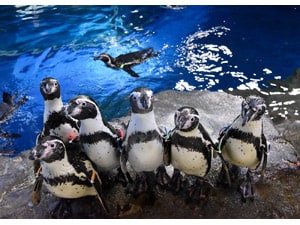 新江ノ島水族館 - 旭化成アミダス クラブオフ(Club Off)／会員特典