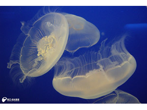 新江ノ島水族館 - 平安クラブオフ(CLUB-OFF)／会員特典・優待サービス