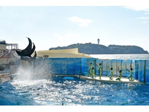 特別補助価格／電子チケット】新江ノ島水族館 - JFRカードクラブオフ