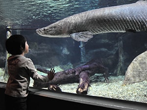 世界淡水魚園水族館「アクア・トト ぎふ」 - JFRカードクラブオフ（旧