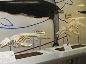 太地町立くじらの博物館 Fks Club Off クラブオフ 会員特典 優待サービス