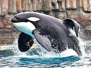 □【チケット郵送】名古屋港水族館 - LAVAクラブオフ(Club Off)／会員