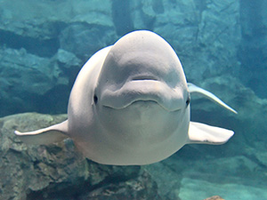 □【チケット郵送】名古屋港水族館 - セブン－イレブン加盟店共済会