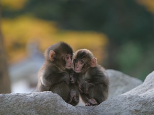 高崎山自然動物園 - J:COM 加入者特典・優待サービス 高崎山自然動物園 - J:COM 加入者特典・優待サービス