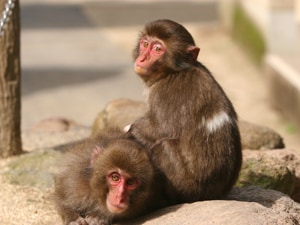高崎山自然動物園 - J:COM 加入者特典・優待サービス 高崎山自然動物園 - J:COM 加入者特典・優待サービス