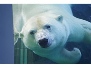 札幌市円山動物園 - ClubOff for 道銀ハッピーエブリデー(クラブオフ