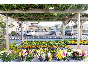 �w�����z������50�������ł��ē�