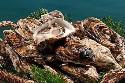 �I����i�܂Ƃ₩���j