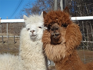 �y�����R�C���z�r�o�A���p�J�q��