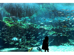 �y�d�q�`�P�b�g�z��\�㓇�����يC�����