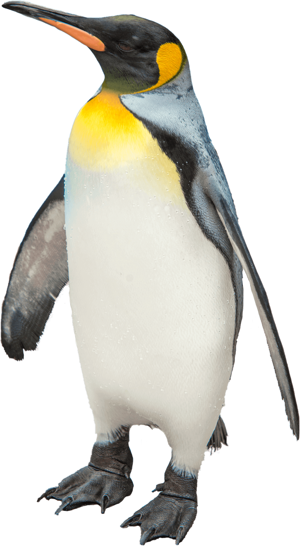 今月の推し動物 メン Recommended Animals 今月の推し動物 メン Recommended Animals