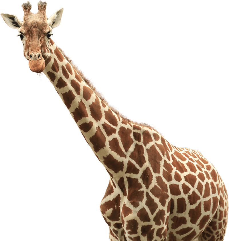 キリン