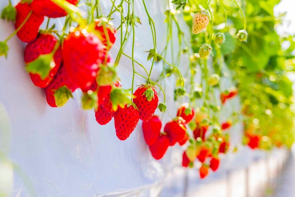 �t���[�c���i�ό��_���j�̃C���[�W