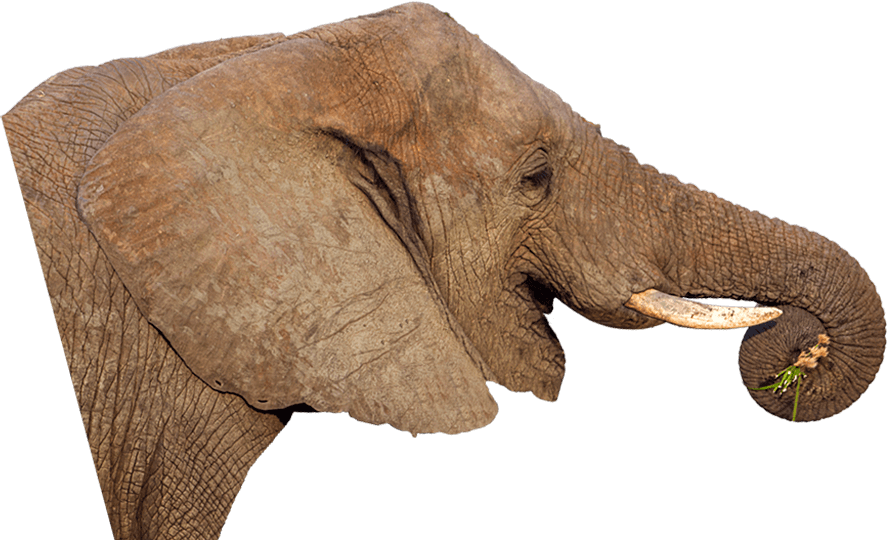 今月の推し動物 メン Recommended Animals