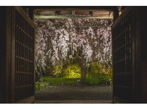 �y�ݐ؃C�x���g�z���S���ޑ��@�@������C�g�A�b�v