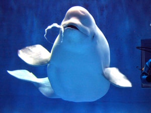 ���y�`�P�b�g�X���z���܂ˊC�m�كA�N�A�X